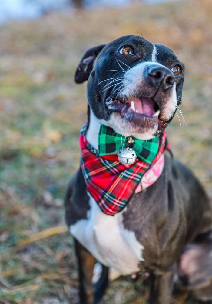 Bonnie, Adoptable, Adult Female American Staffordshire Terrier.