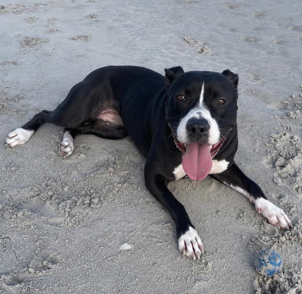 Enlarge Bonnie, a Adoptable mixed breed in Wendell, NC image 2/6