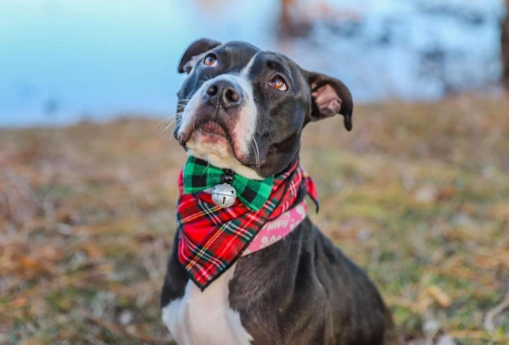 Bonnie, a Adoptable mixed breed in Wendell, NC image 3/6
