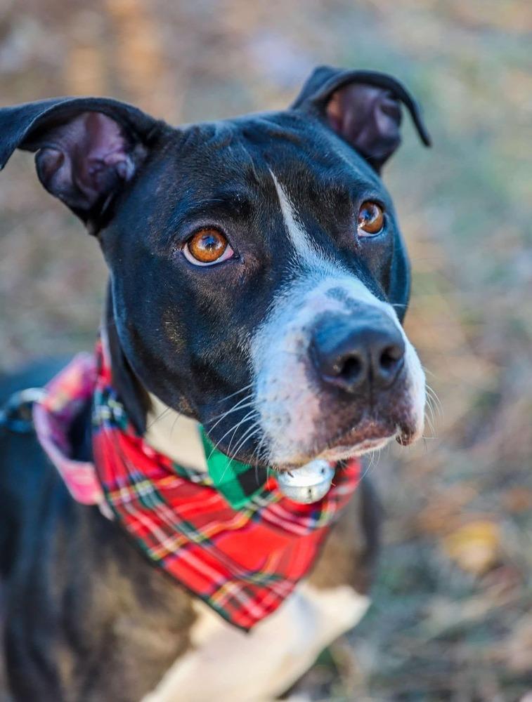 Bonnie, a Adoptable mixed breed in Wendell, NC image 4/6