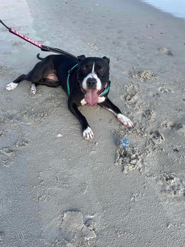 Bonnie, Adoptable, Adult Female American Staffordshire Terrier.