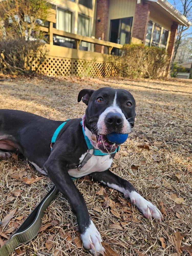 Bonnie, a Adoptable mixed breed in Wendell, NC image 6/6