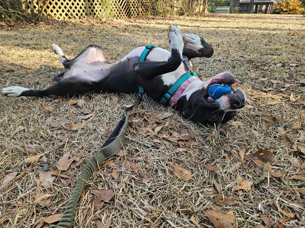 Enlarge Bonnie, a Adoptable mixed breed in Wendell, NC image 5/6