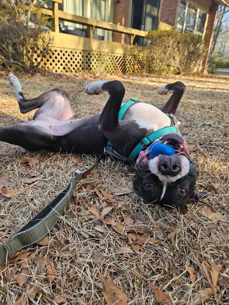 Enlarge Bonnie, a Adoptable mixed breed in Wendell, NC image 6/6