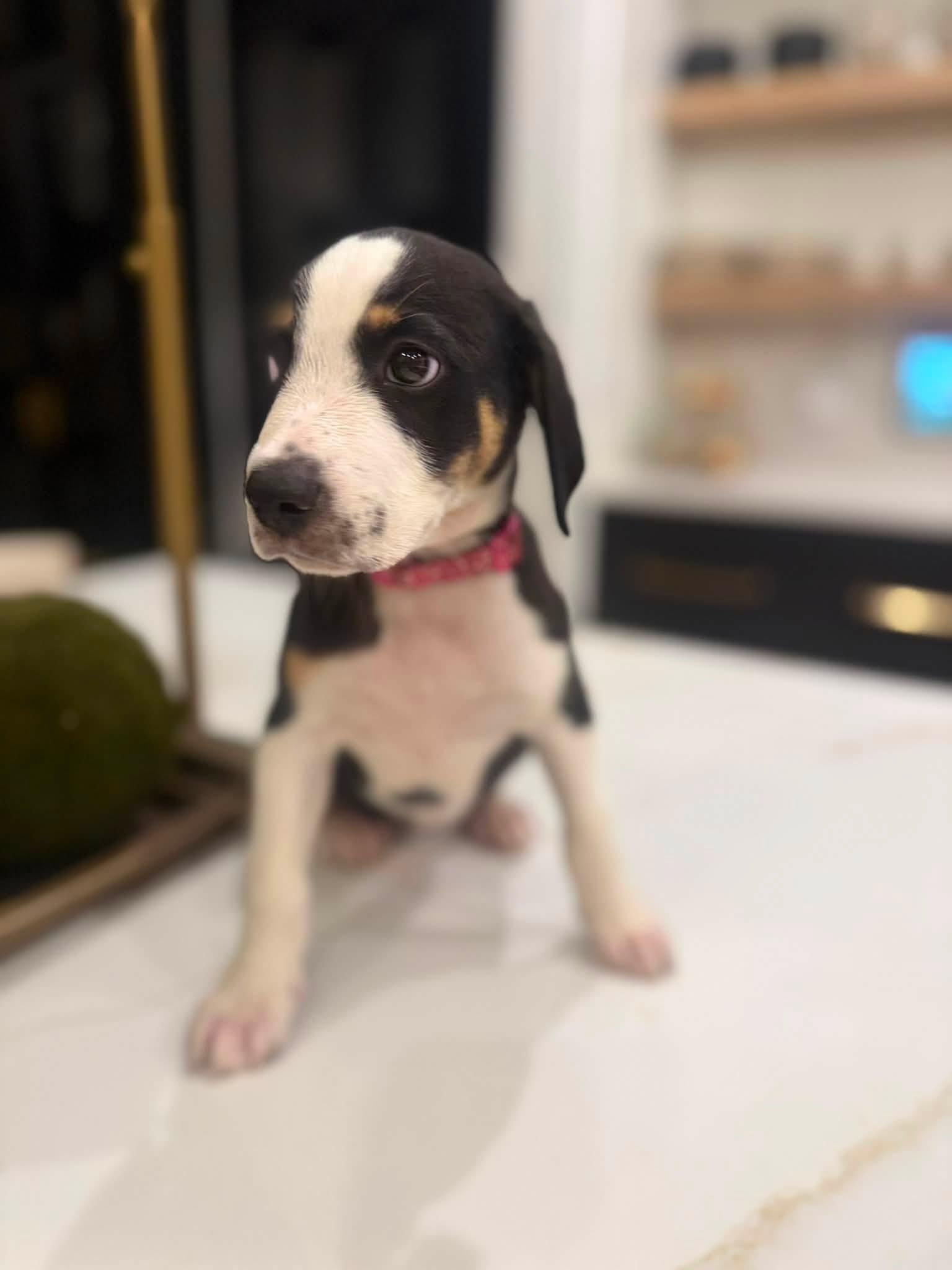 Enlarge Carrie (Sex and the City litter), a Adopted mixed breed in Mount Juliet, TN image 6/6
