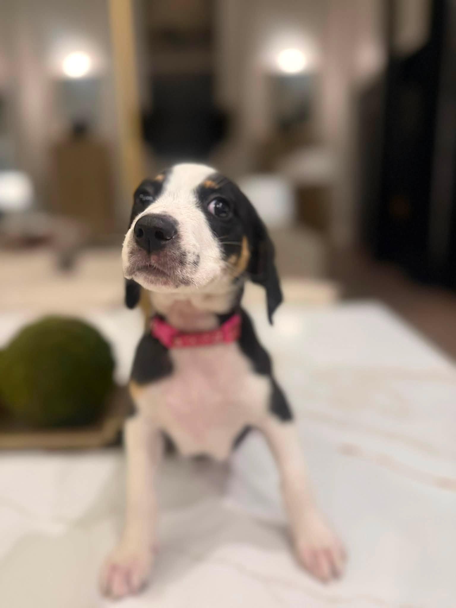 Enlarge Carrie (Sex and the City litter), a Adopted mixed breed in Mount Juliet, TN image 2/6