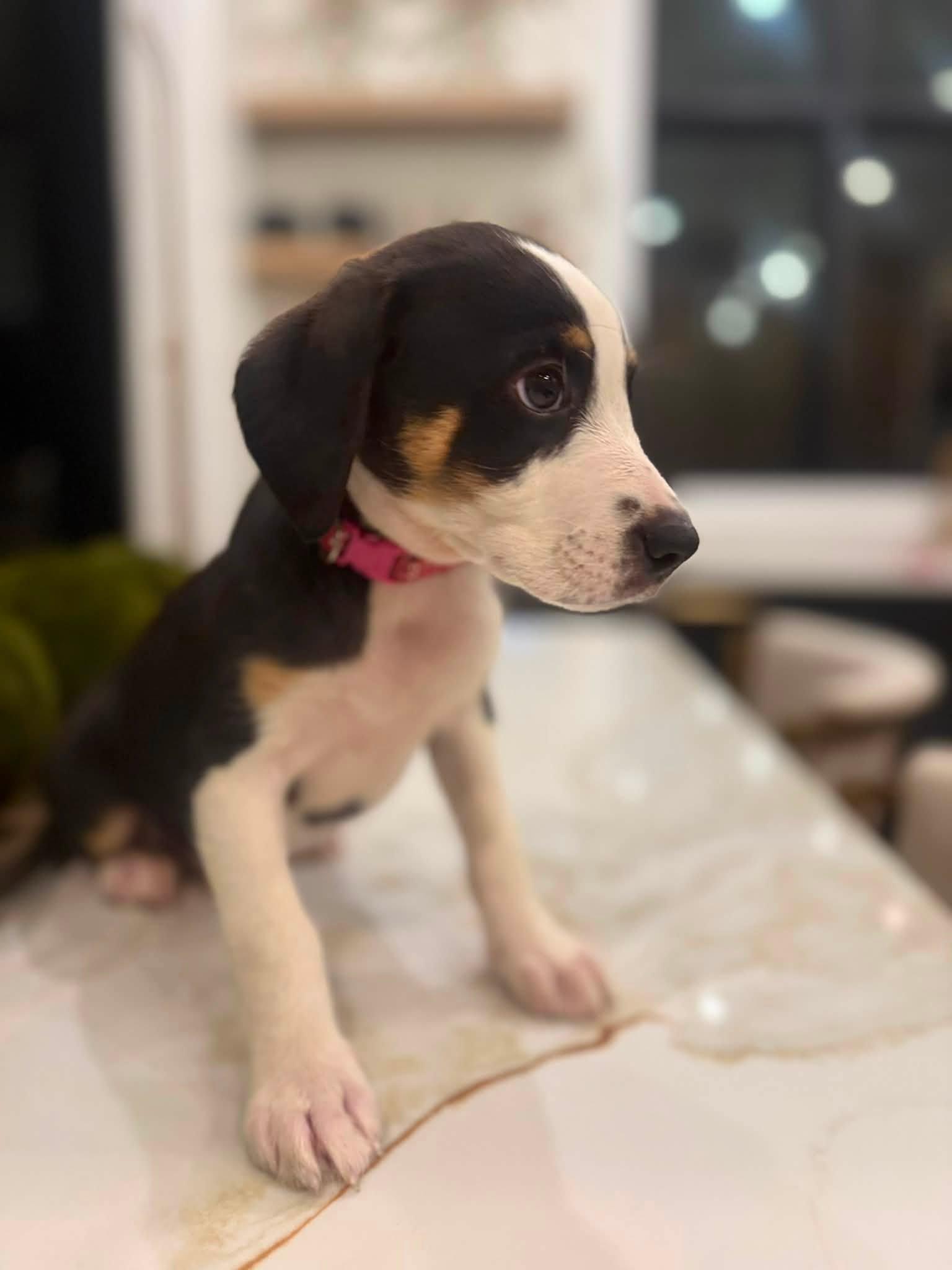 Enlarge Carrie (Sex and the City litter), a Adopted mixed breed in Mount Juliet, TN image 5/6