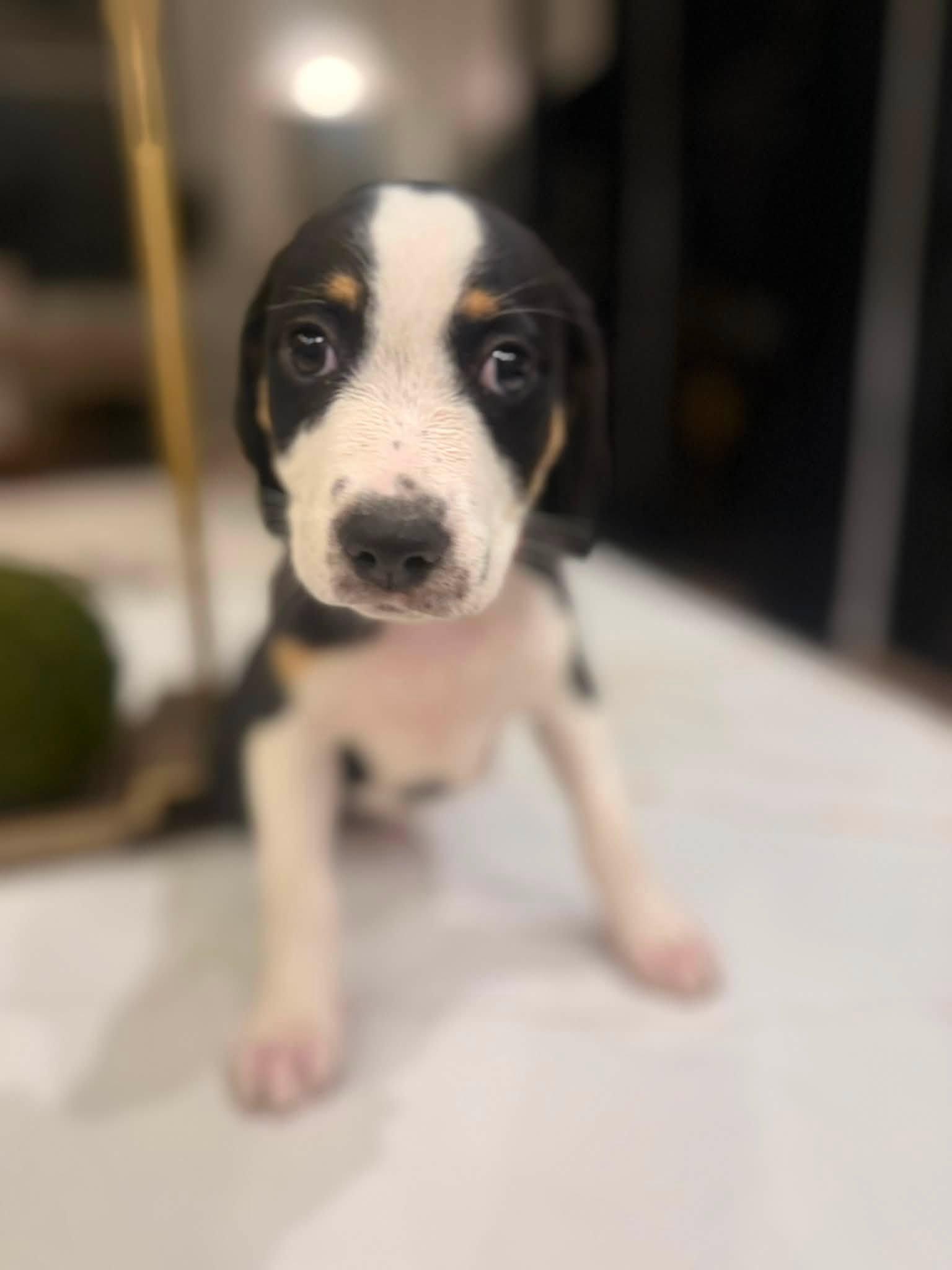Enlarge Carrie (Sex and the City litter), a Adopted mixed breed in Mount Juliet, TN image 3/6