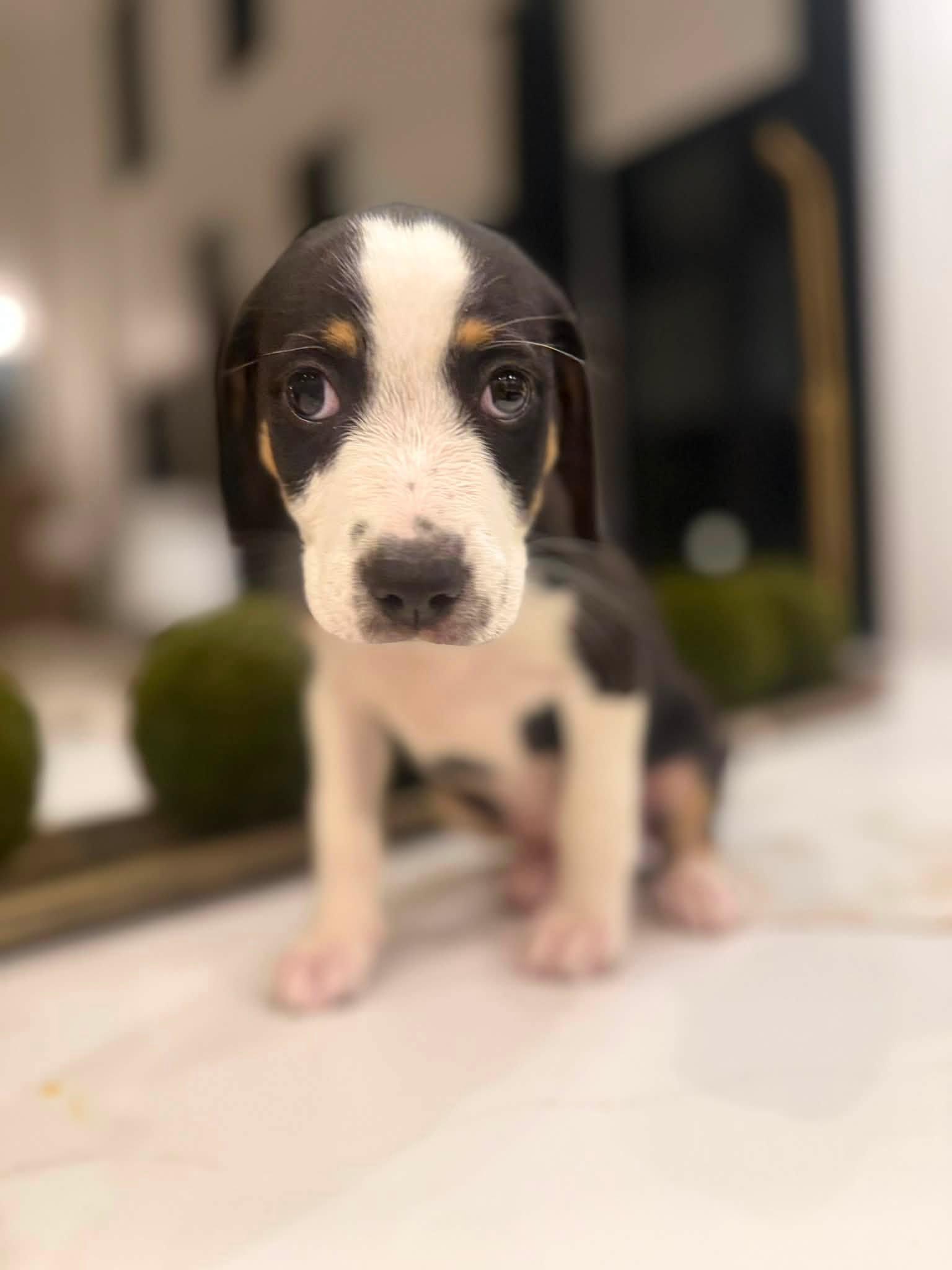 Enlarge Carrie (Sex and the City litter), a Adopted mixed breed in Mount Juliet, TN image 1/6