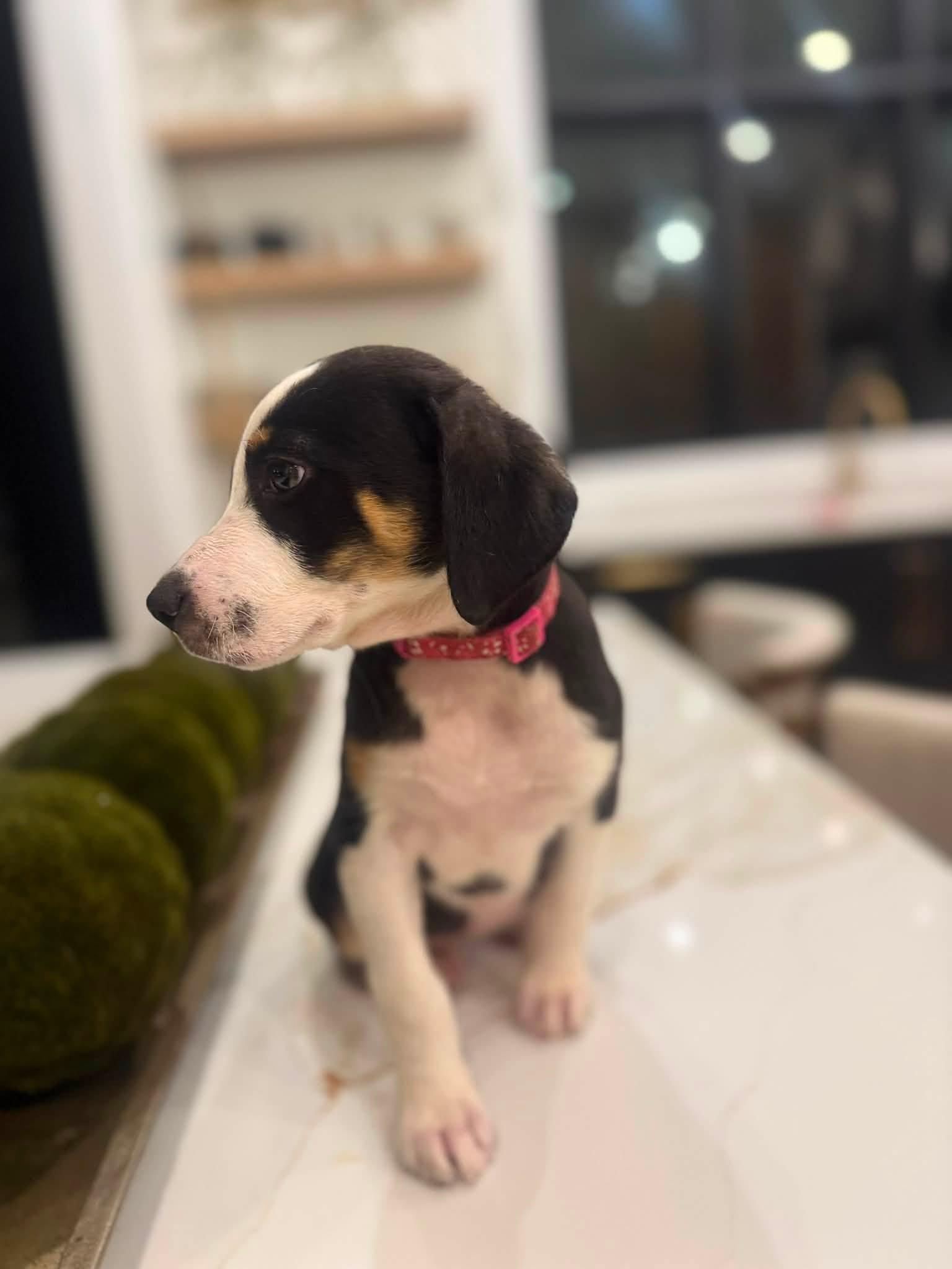 Enlarge Carrie (Sex and the City litter), a Adopted mixed breed in Mount Juliet, TN image 4/6