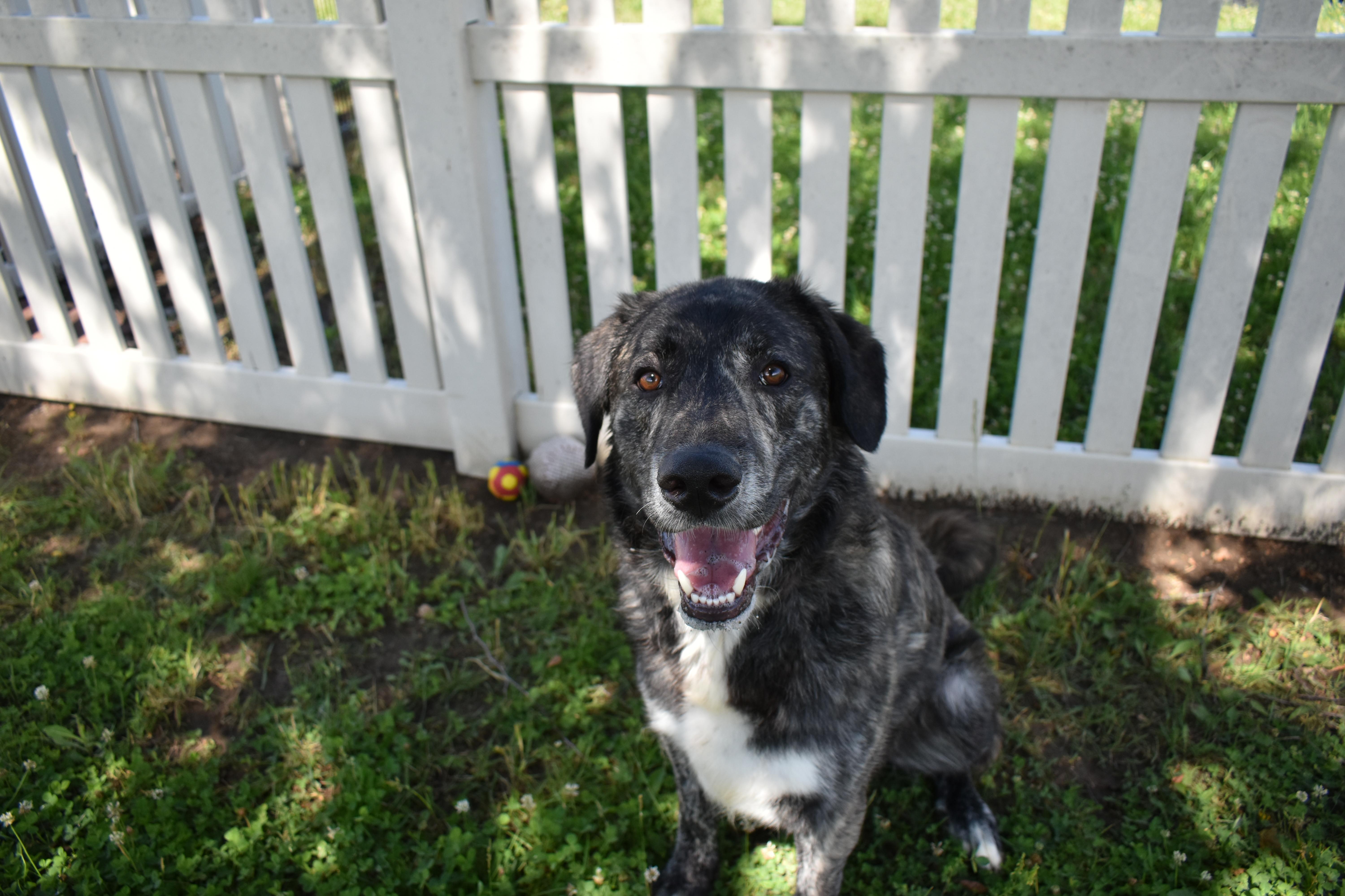 Enlarge Jiggs, an adopted mixed breed in Auburn, NE image 3/6