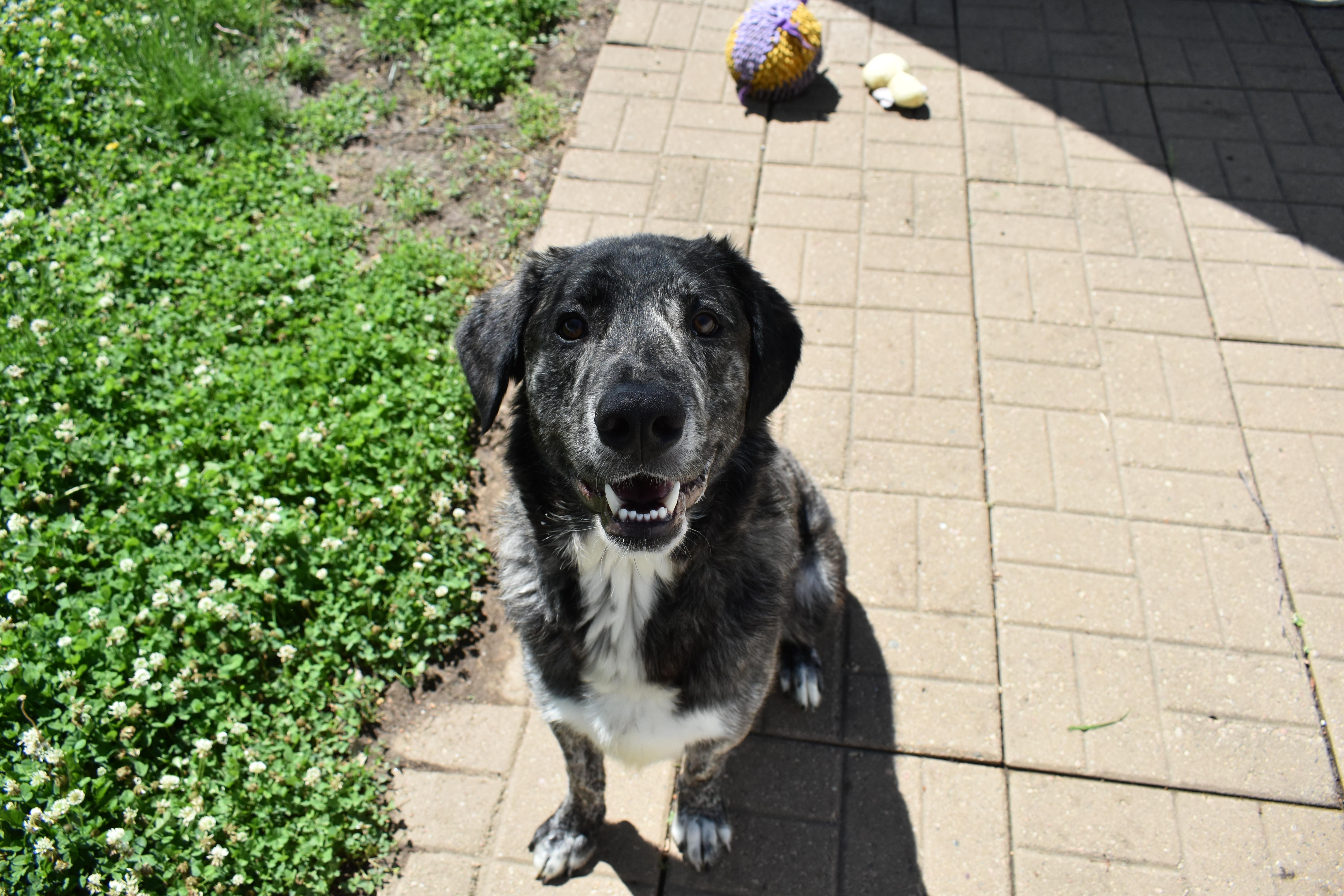 Enlarge Jiggs, an adopted mixed breed in Auburn, NE image 2/6