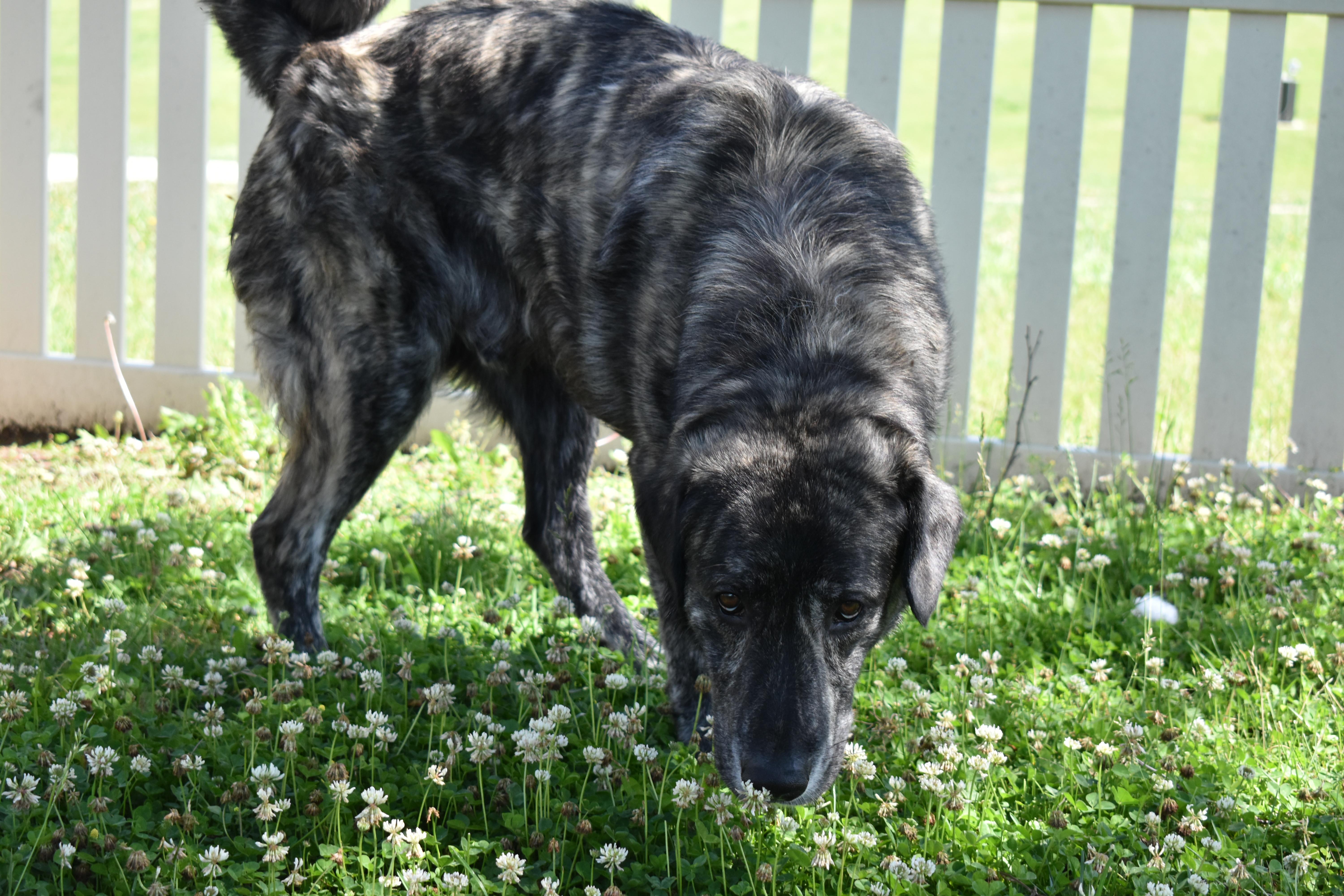 Enlarge Jiggs, an adopted mixed breed in Auburn, NE image 6/6