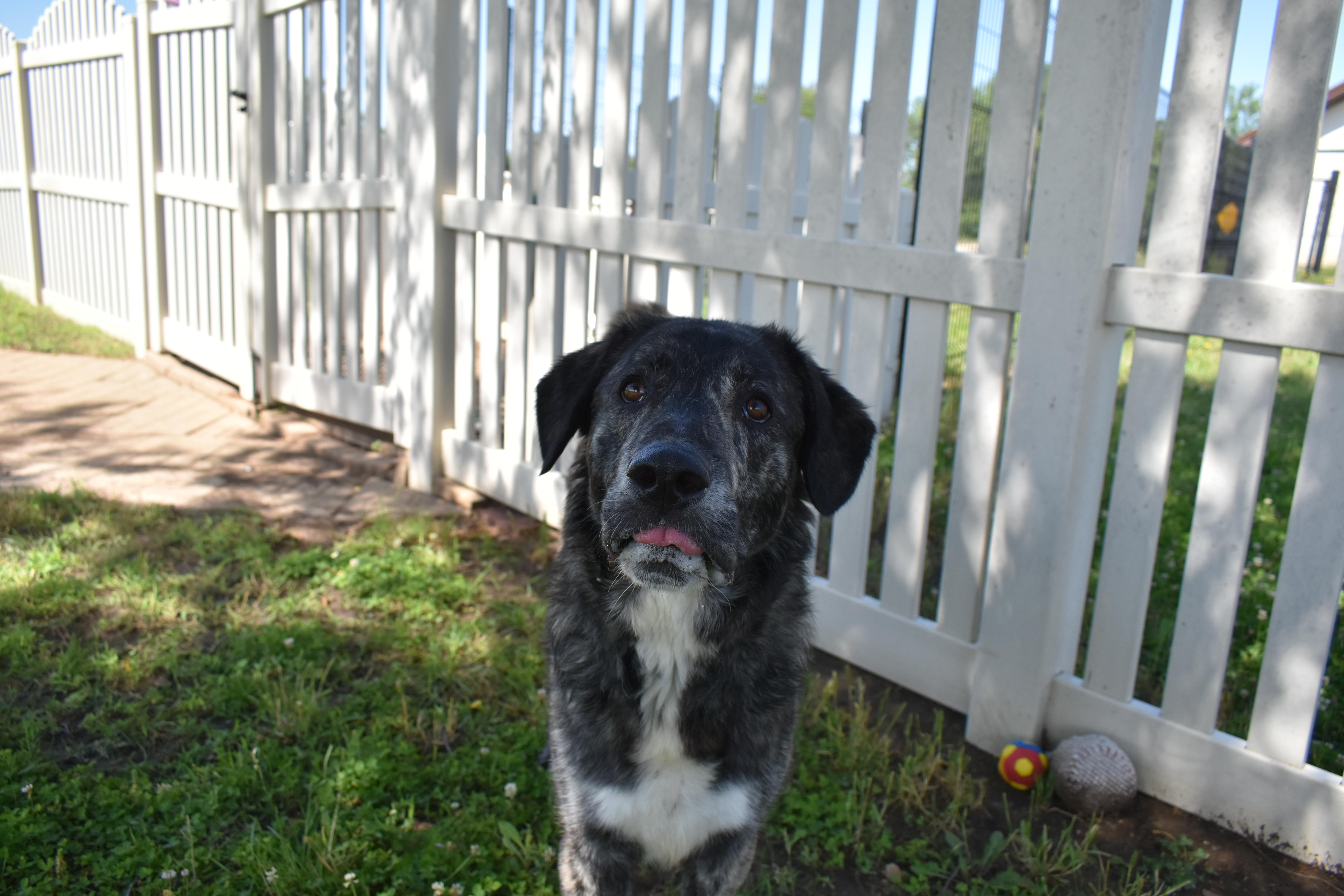 Enlarge Jiggs, an adopted mixed breed in Auburn, NE image 4/6