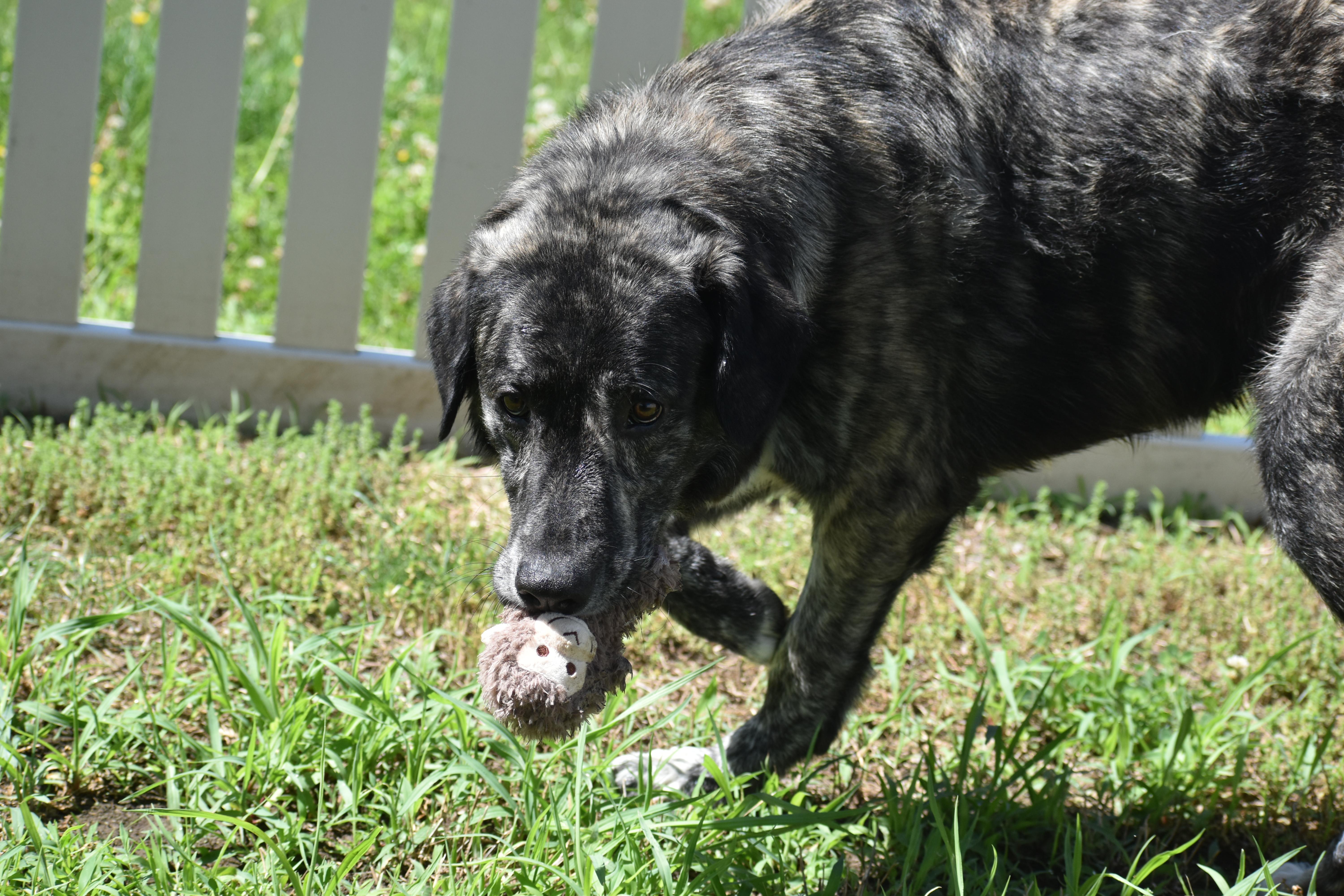 Enlarge Jiggs, an adopted mixed breed in Auburn, NE image 5/6