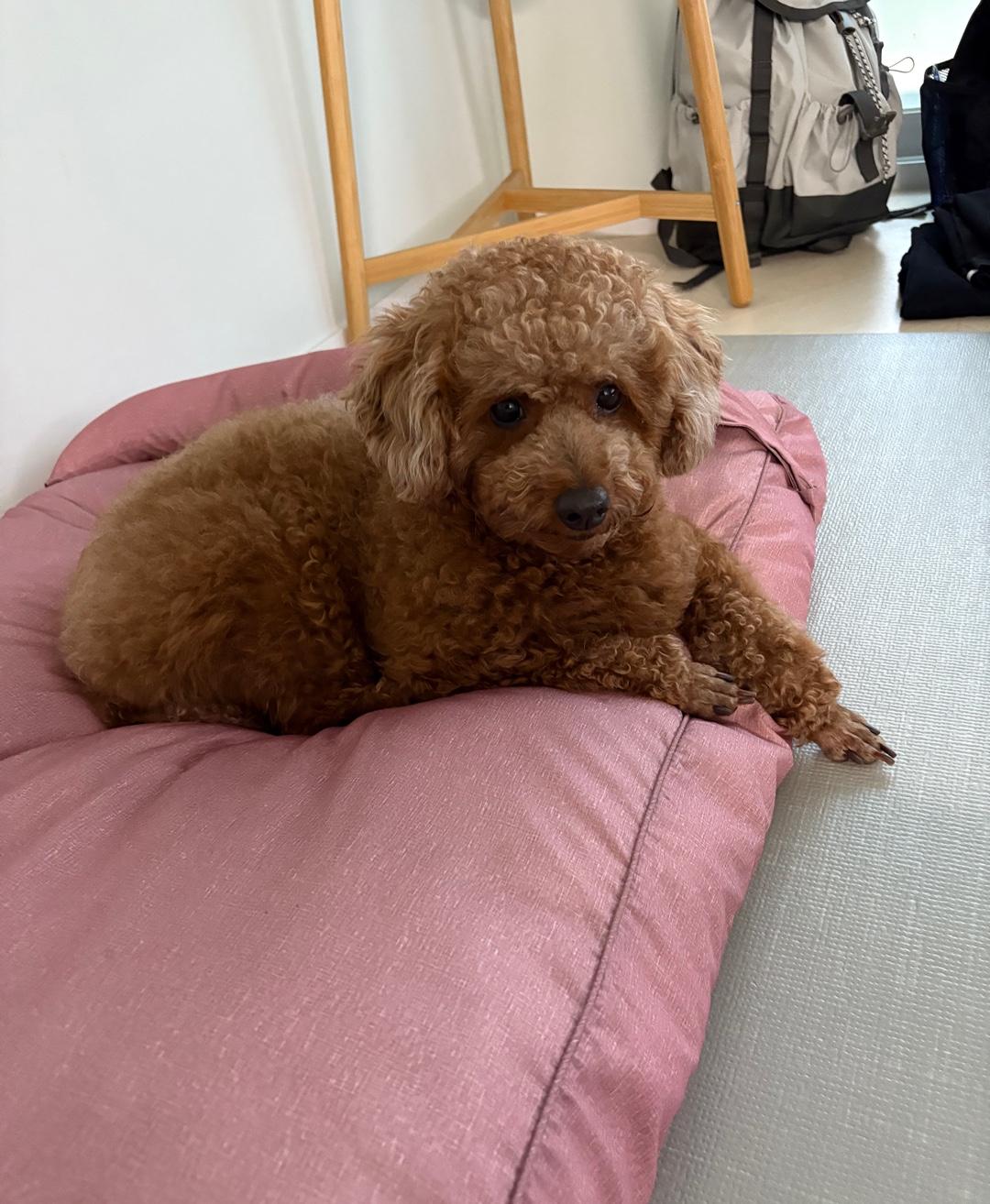 Enlarge COCO, an adopted Miniature Poodle in Duluth, GA image 3/6