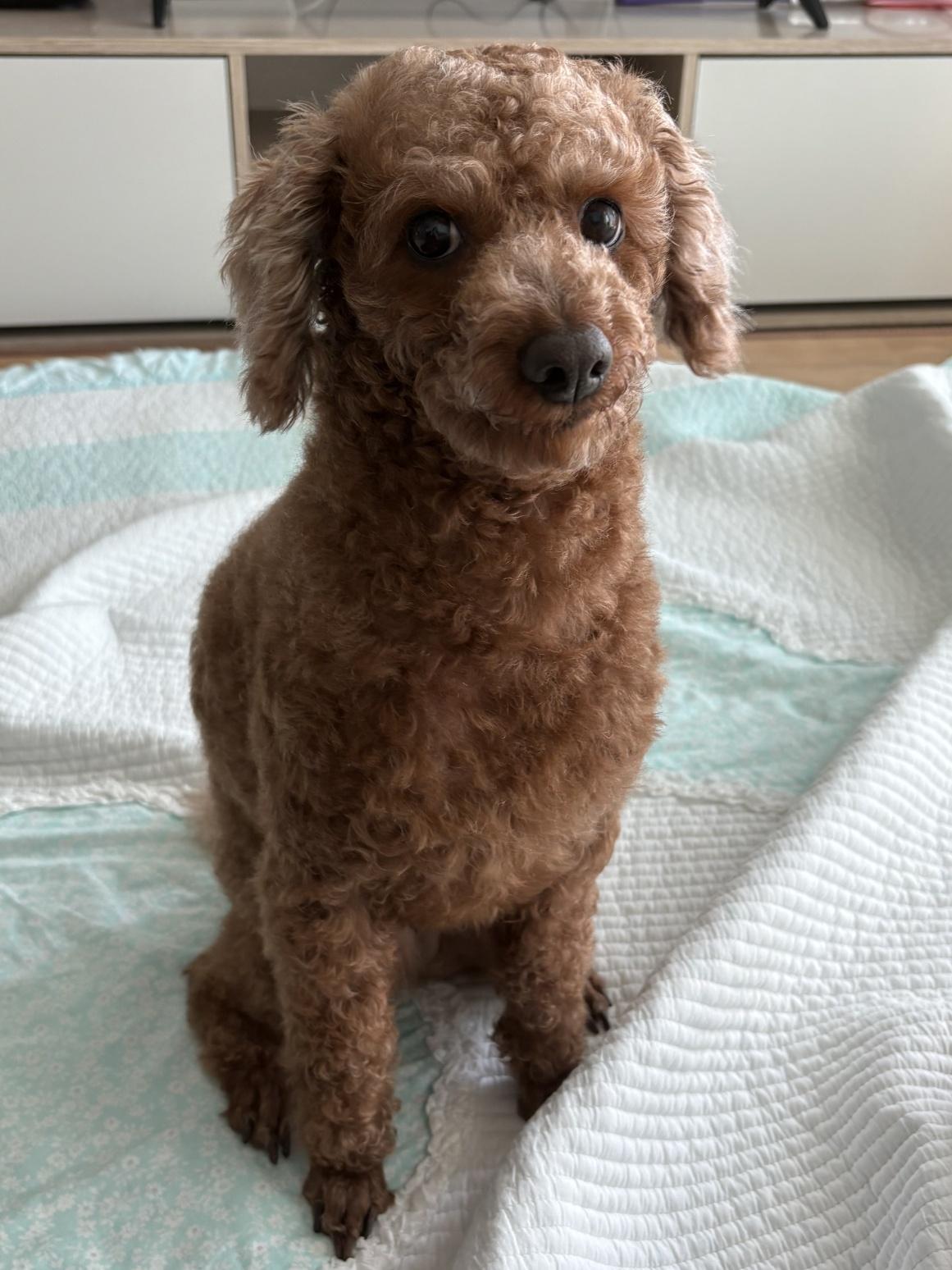 Enlarge COCO, an adopted Miniature Poodle in Duluth, GA image 4/6