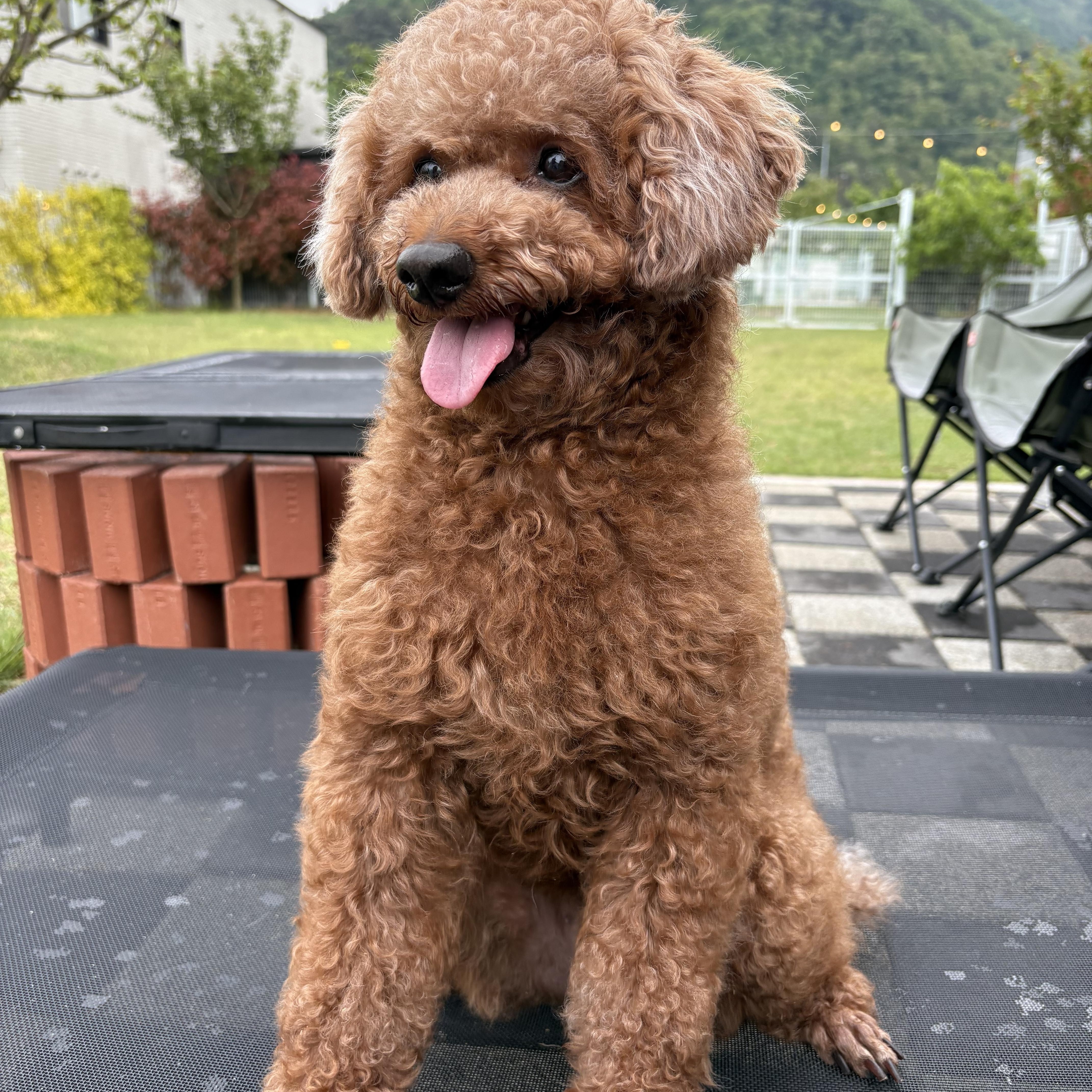 Enlarge COCO, an adopted Miniature Poodle in Duluth, GA image 1/6
