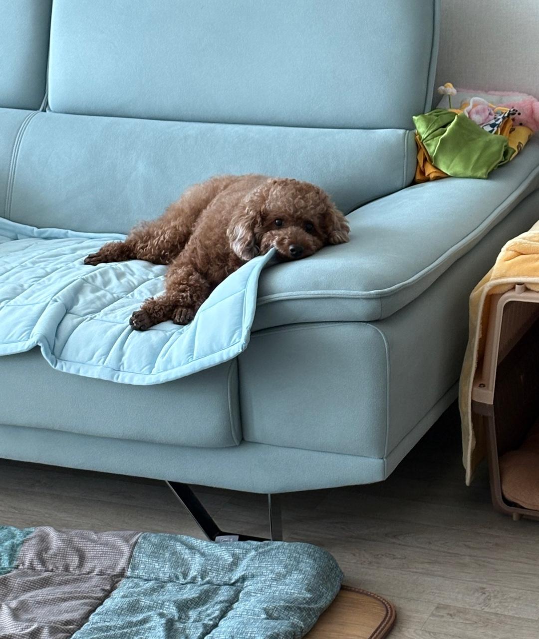 Enlarge COCO, an adopted Miniature Poodle in Duluth, GA image 5/6