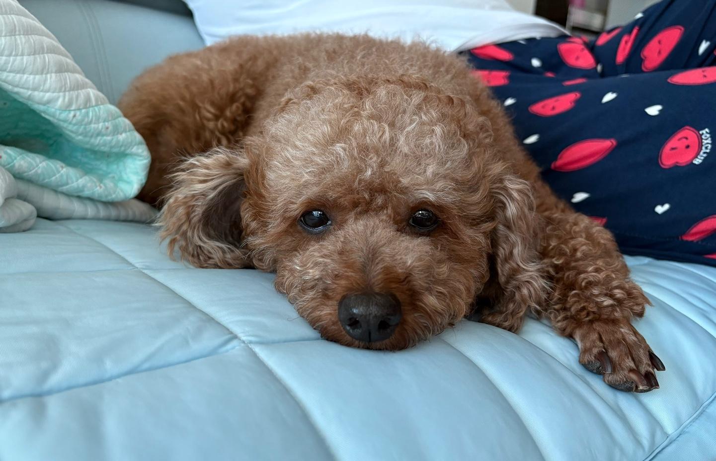 Enlarge COCO, an adopted Miniature Poodle in Duluth, GA image 2/6