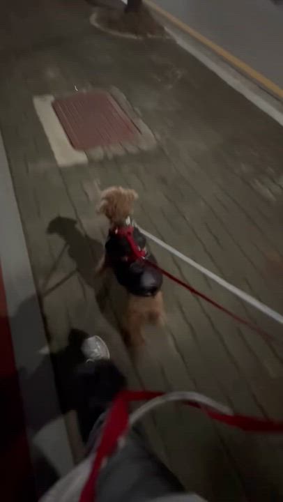 Enlarge COCO, an adopted Miniature Poodle in Duluth, GA video 6/6