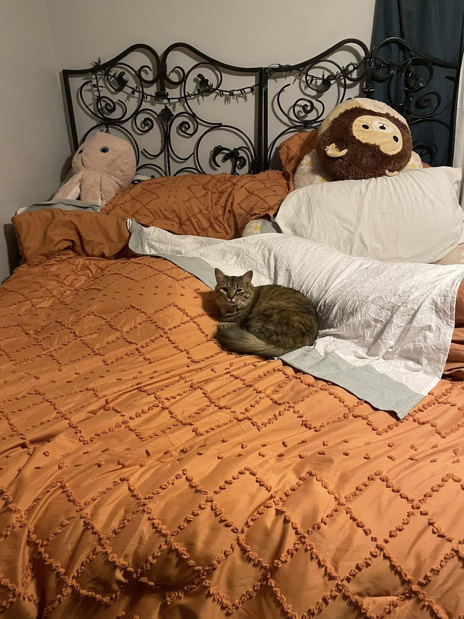 Enlarge Lady Bernard (Bernie), a Adoptable mixed breed in Sanford, NC image 5/6