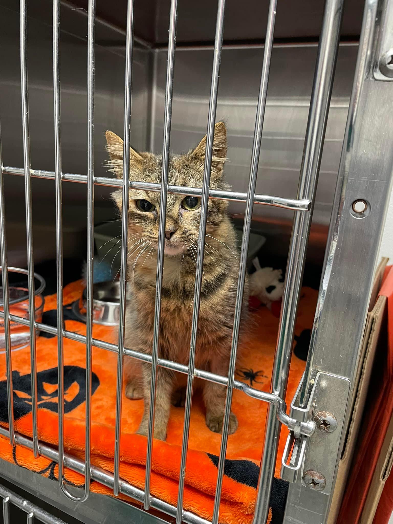 Enlarge Lady Bernard (Bernie), a Adoptable mixed breed in Sanford, NC image 3/6