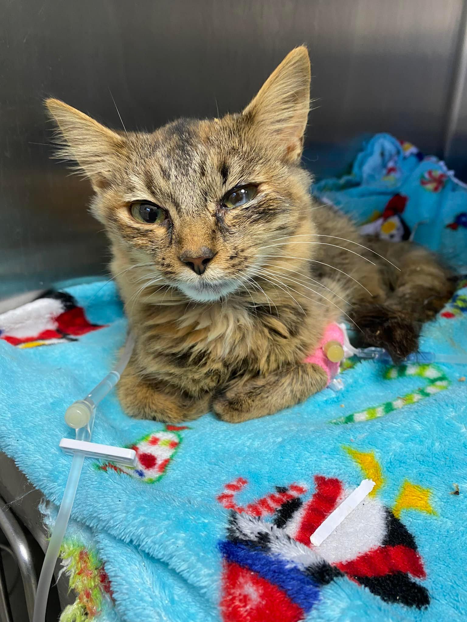 Enlarge Lady Bernard (Bernie), a Adoptable mixed breed in Sanford, NC image 6/6