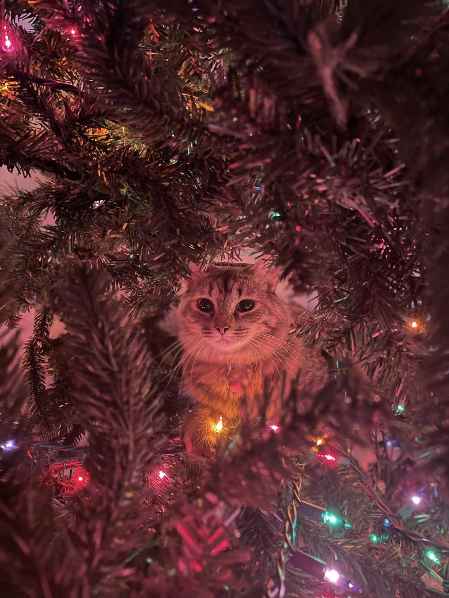 Enlarge Lady Bernard (Bernie), a Adoptable mixed breed in Sanford, NC image 1/6