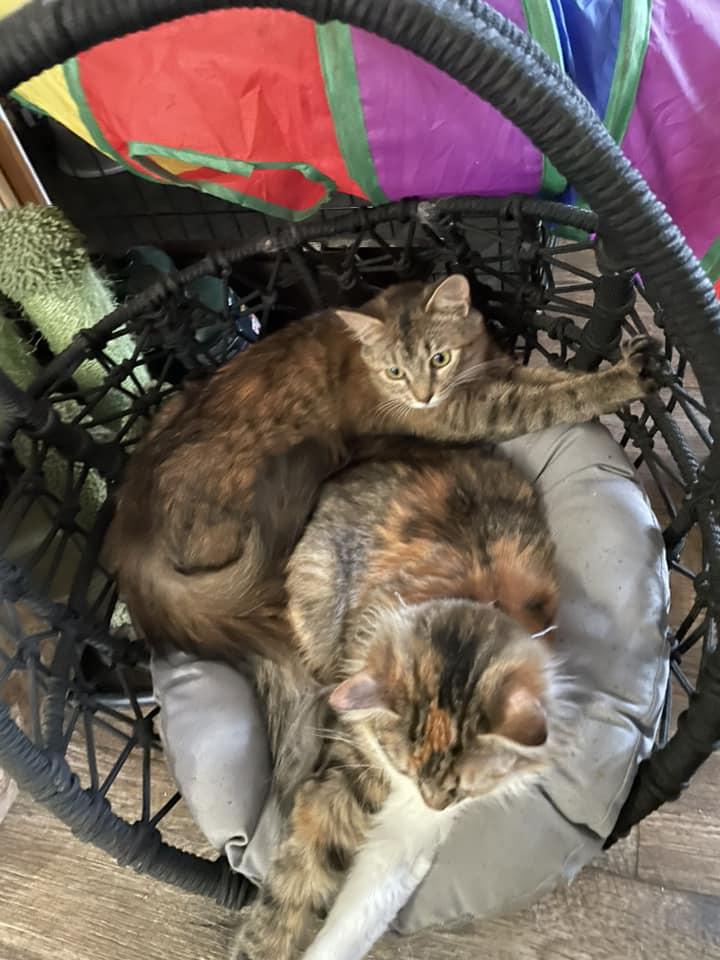 Enlarge Lady Bernard (Bernie), a Adoptable mixed breed in Sanford, NC image 2/6