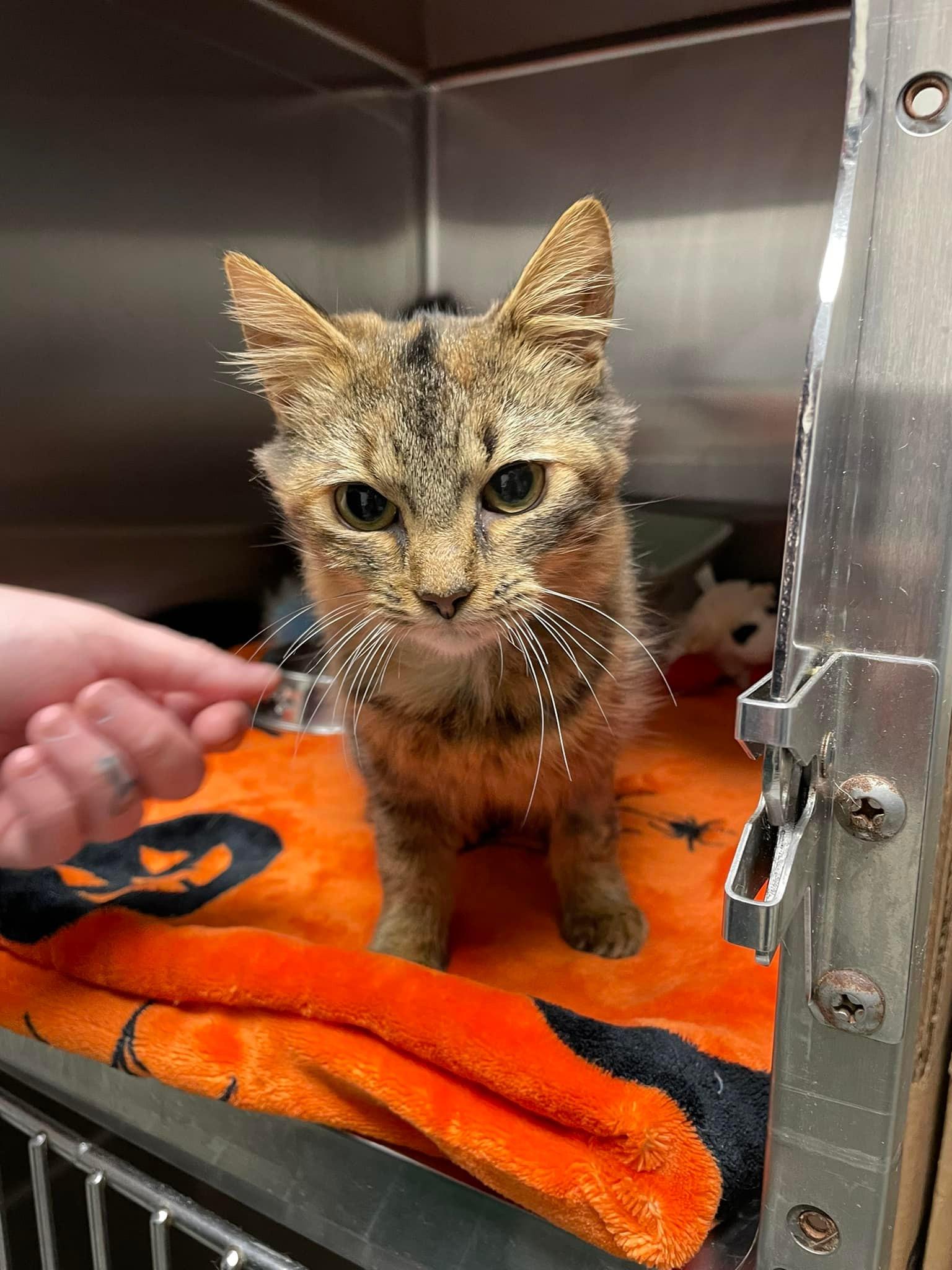 Enlarge Lady Bernard (Bernie), a Adoptable mixed breed in Sanford, NC image 4/6