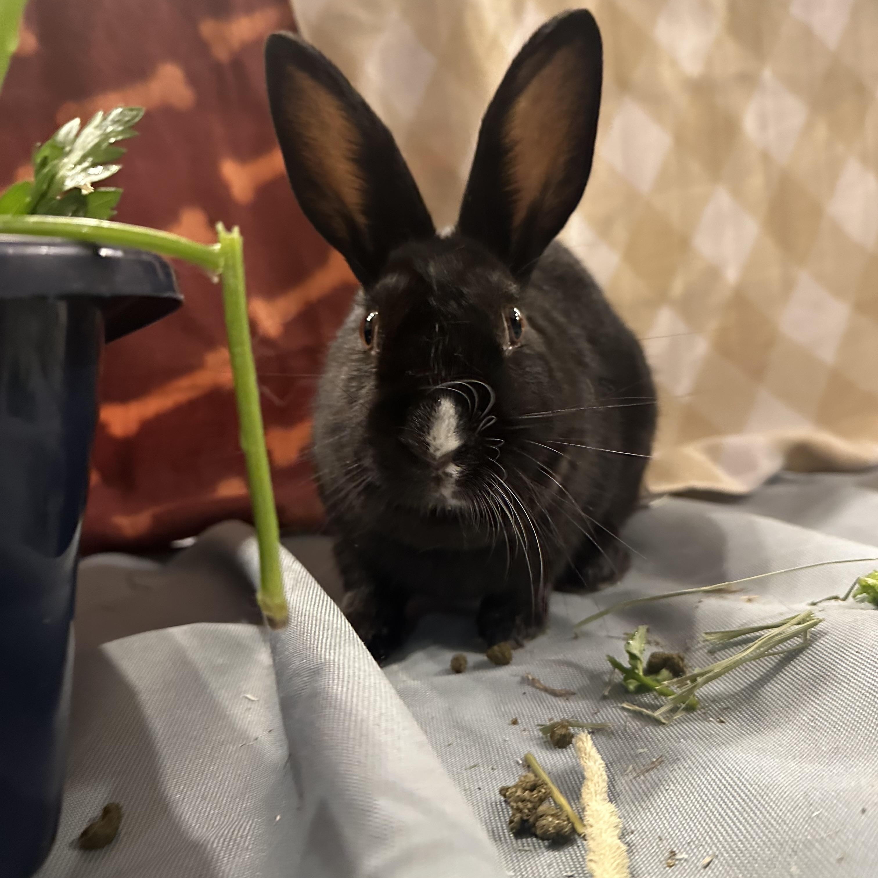 Enlarge PANGO, a Adoptable Dwarf in Forest Hills, NY image 4/6