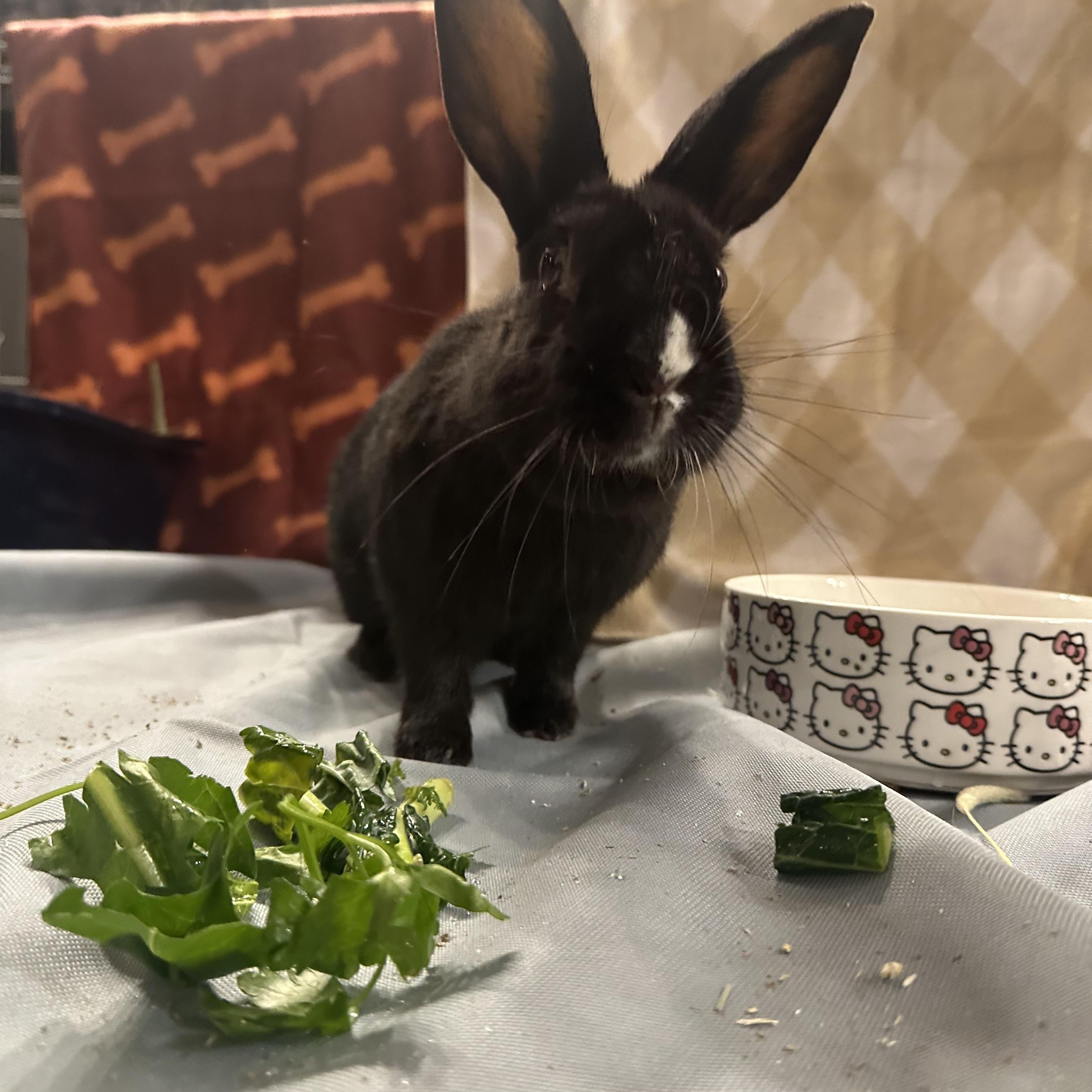 Enlarge PANGO, a Adoptable Dwarf in Forest Hills, NY image 3/6