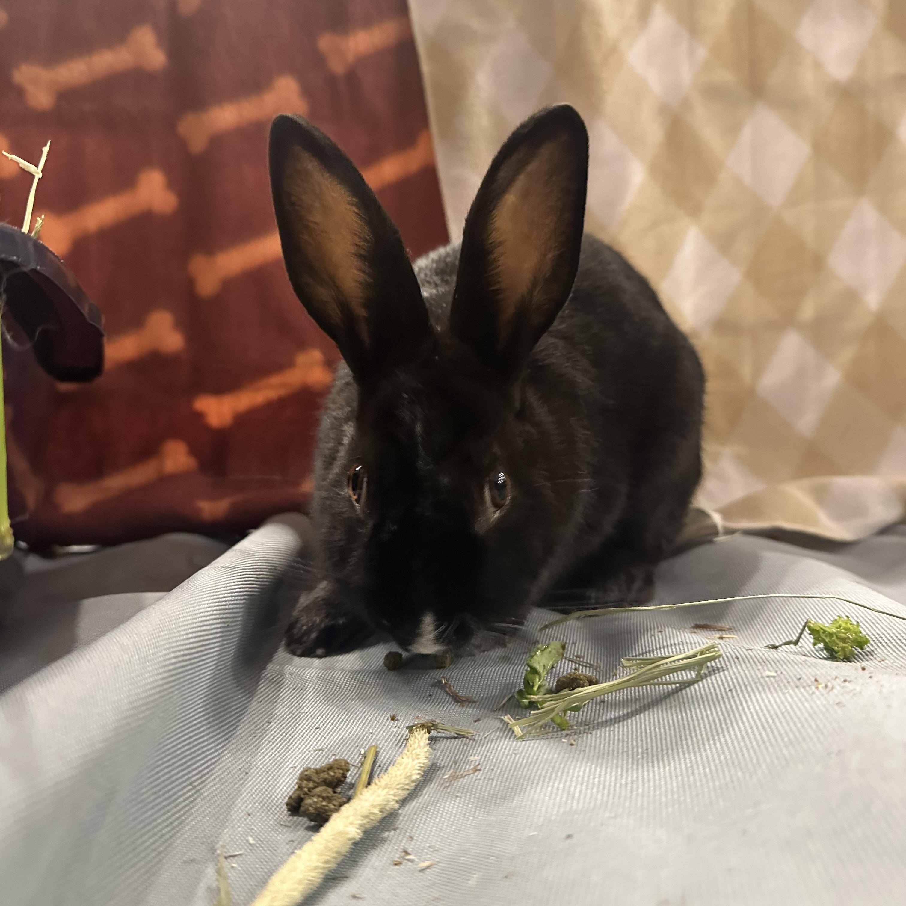 Enlarge PANGO, a Adoptable Dwarf in Forest Hills, NY image 6/6