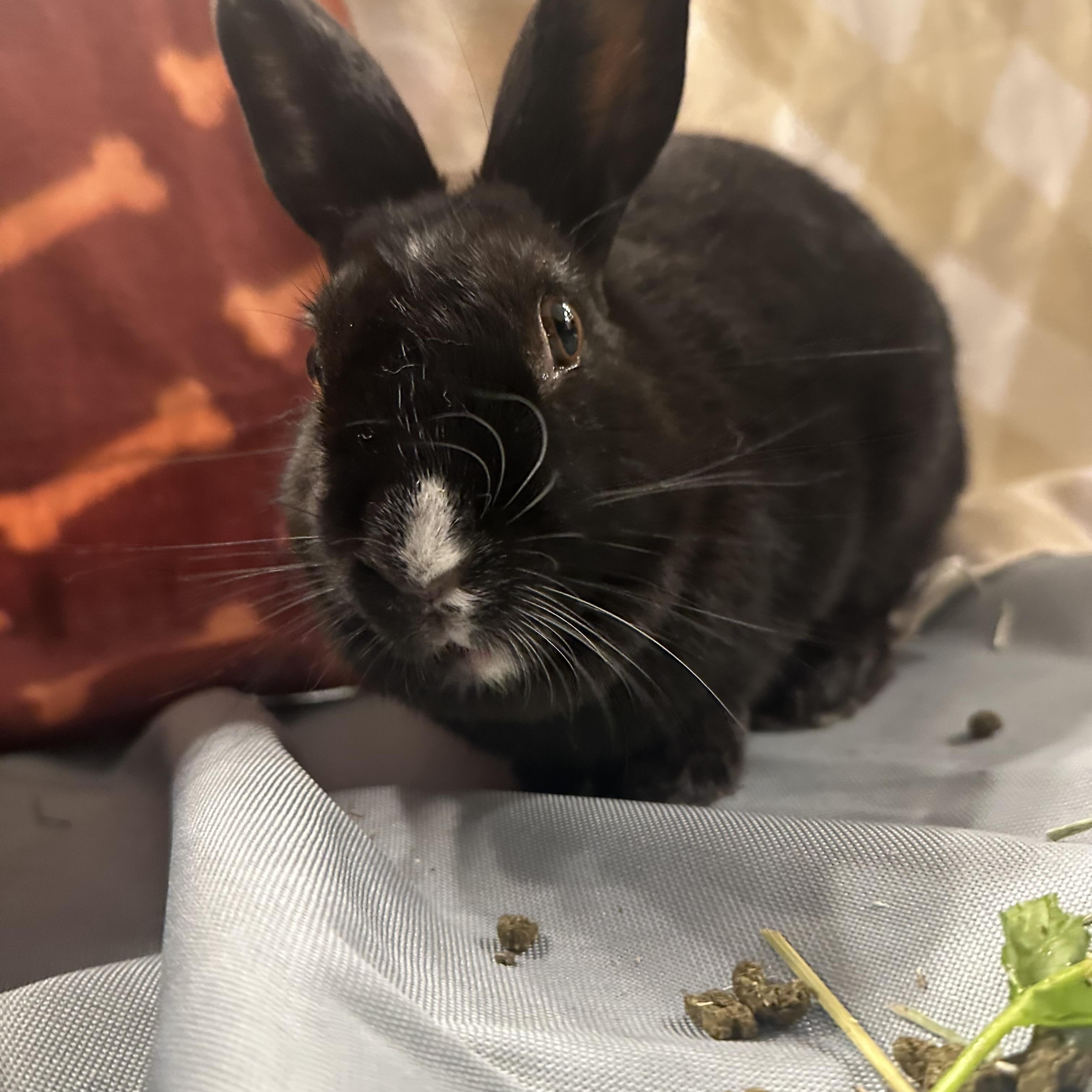 Enlarge PANGO, a Adoptable Dwarf in Forest Hills, NY image 5/6