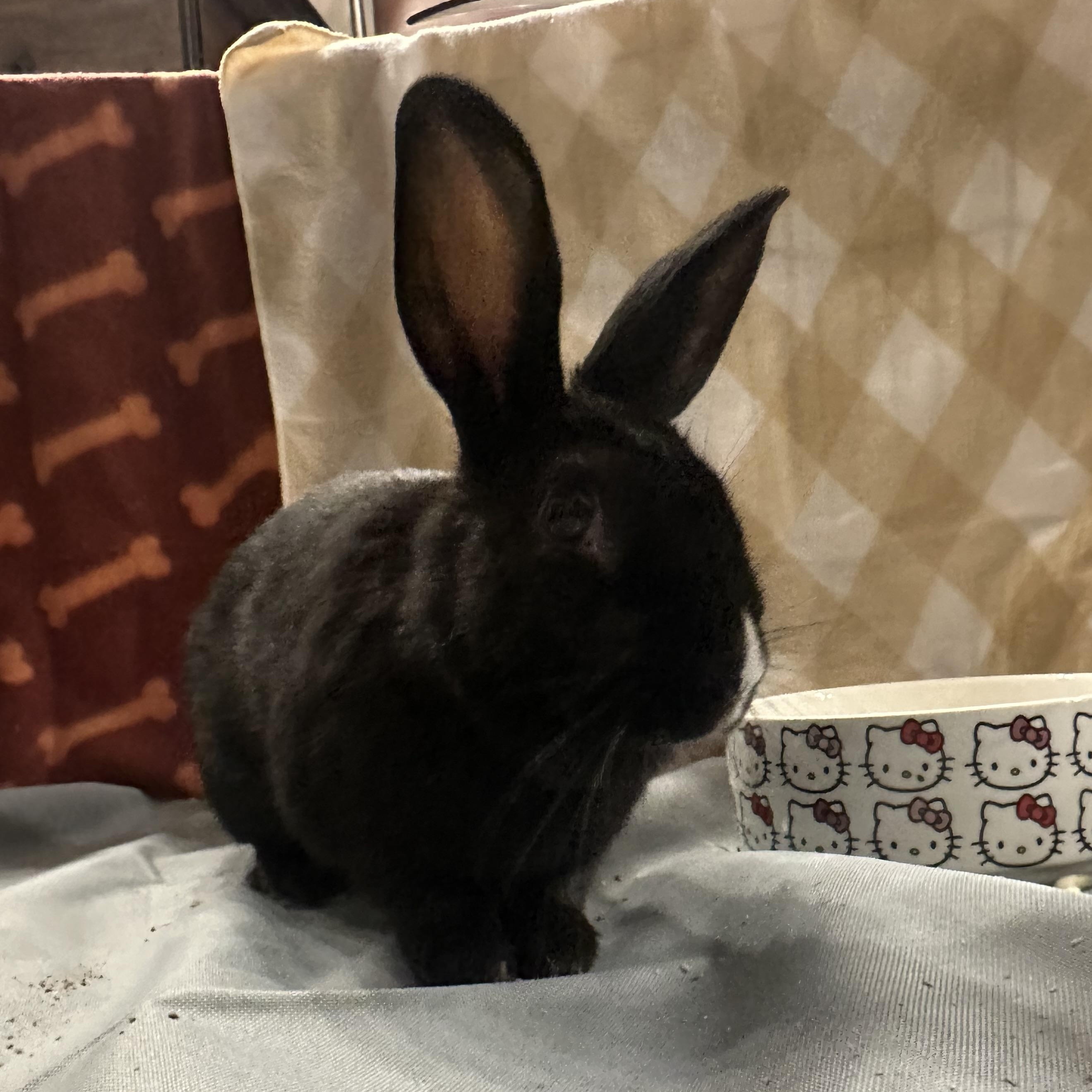 Enlarge PANGO, a Adoptable Dwarf in Forest Hills, NY image 1/6