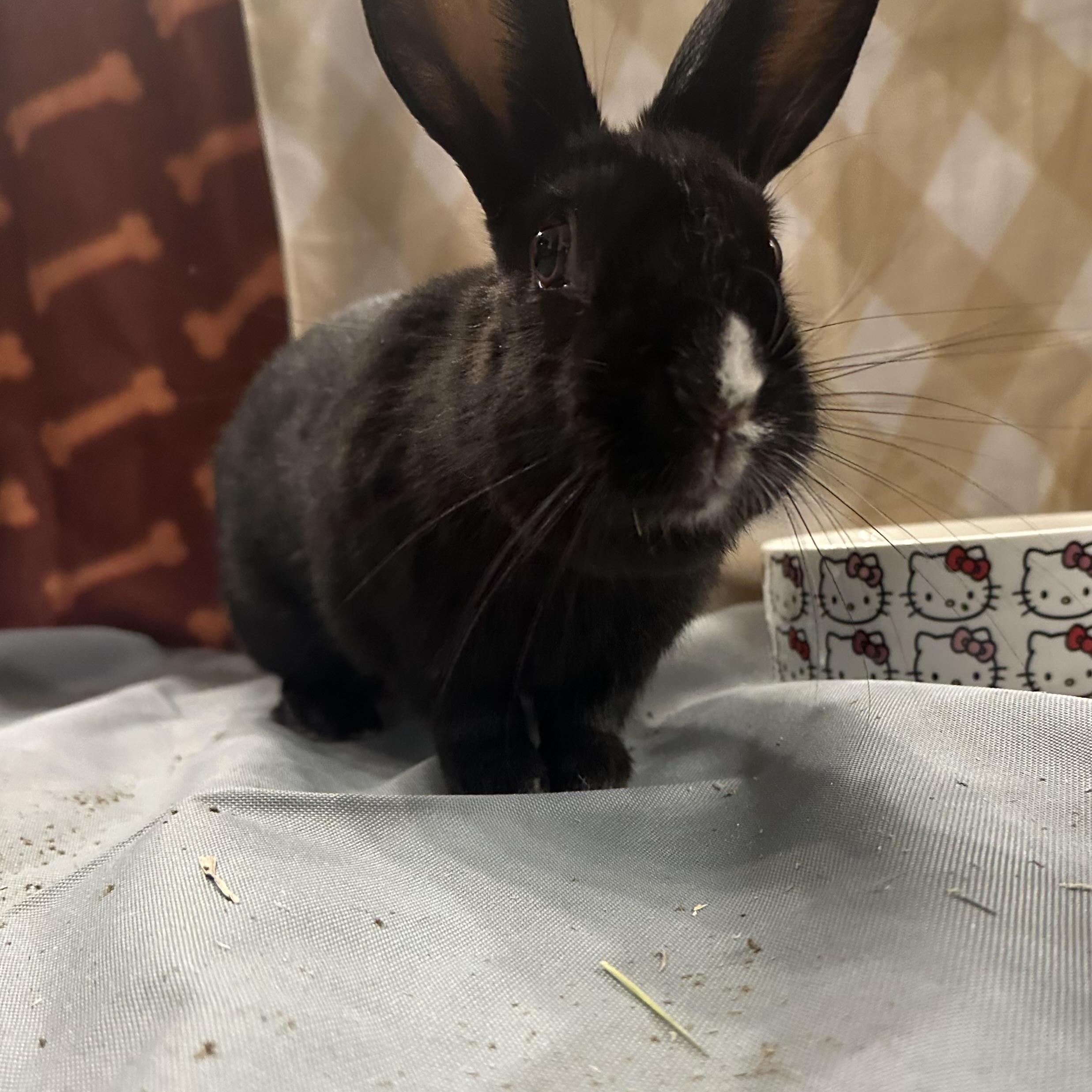 Enlarge PANGO, a Adoptable Dwarf in Forest Hills, NY image 2/6