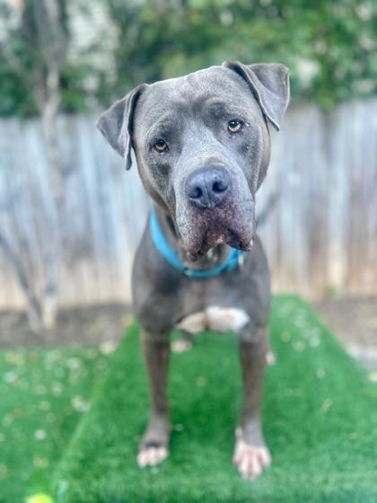 Enlarge Lou, a Adoptable mixed breed in Washington, DC image 1/3