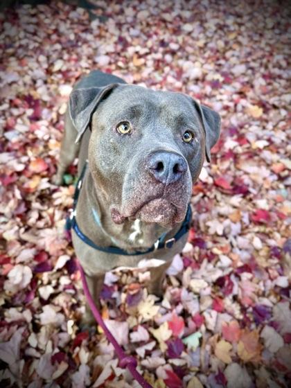 Enlarge Lou, a Adoptable mixed breed in Washington, DC image 2/3