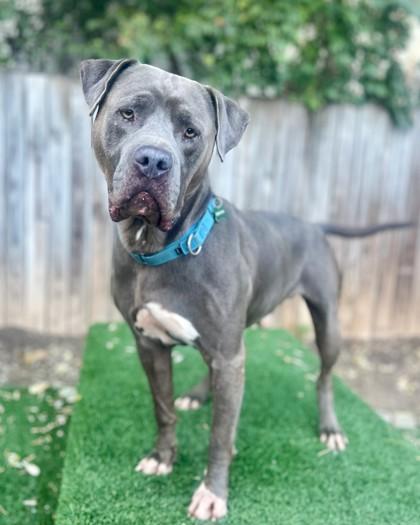 Enlarge Lou, a Adoptable mixed breed in Washington, DC image 3/3