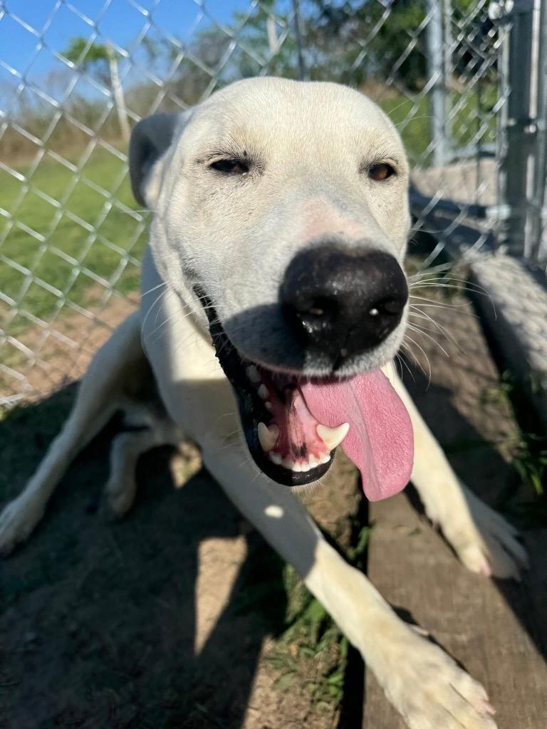 Jesse, Adoptable, Young Male Labrador Retriever.