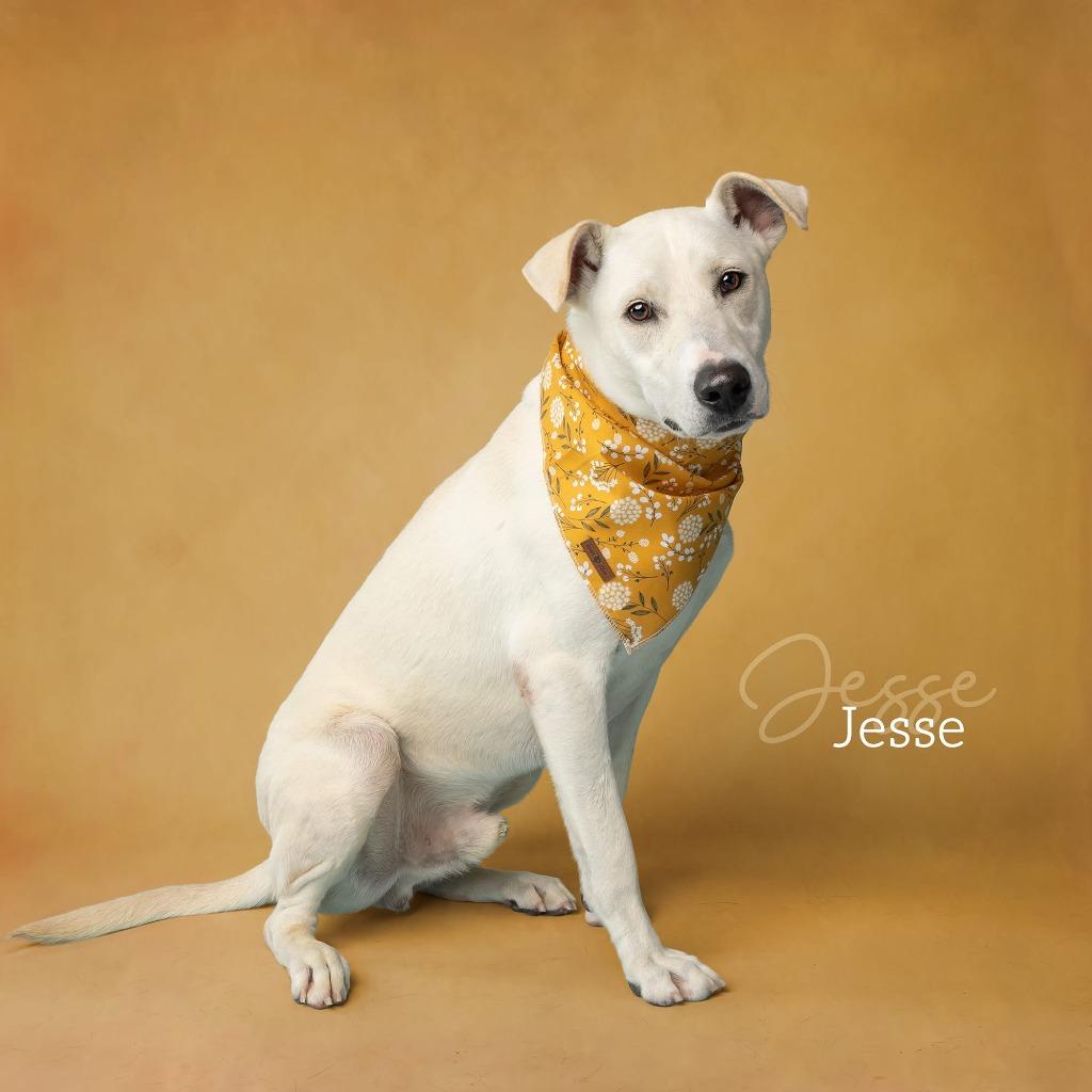 Jesse, a Adoptable Labrador Retriever in Ada, OK image 2/6