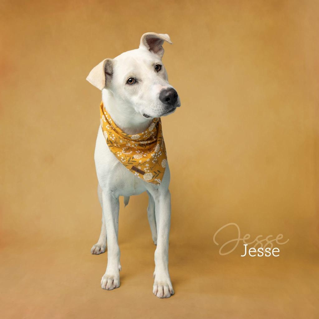 Jesse, a Adoptable Labrador Retriever in Ada, OK image 3/6