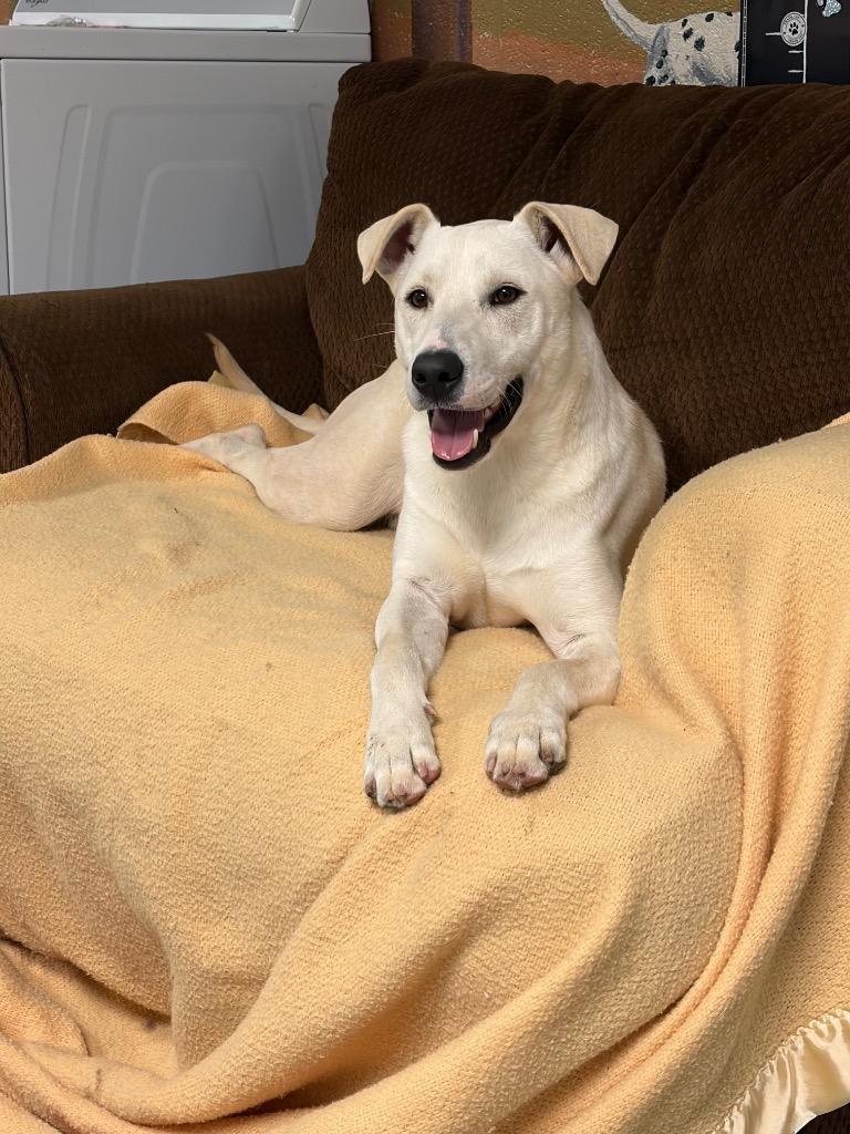 Jesse, a Adoptable Labrador Retriever in Ada, OK image 4/6