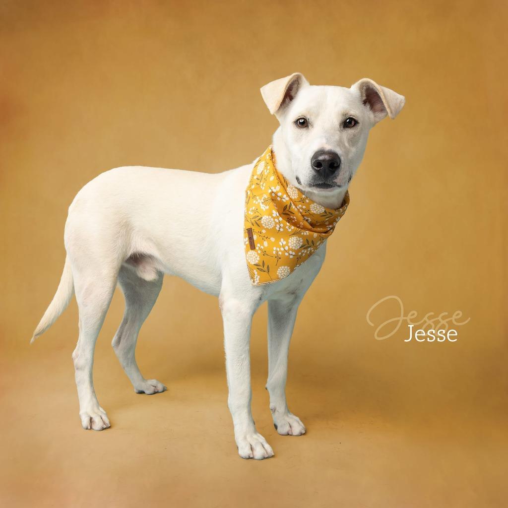 Jesse, a Adoptable Labrador Retriever in Ada, OK image 5/6
