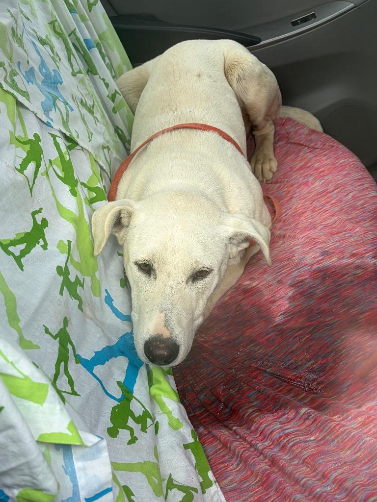 Enlarge Jesse, a Adoptable Labrador Retriever in Ada, OK image 1/1