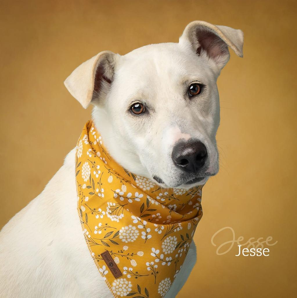 Jesse, a Adoptable Labrador Retriever in Ada, OK image 6/6