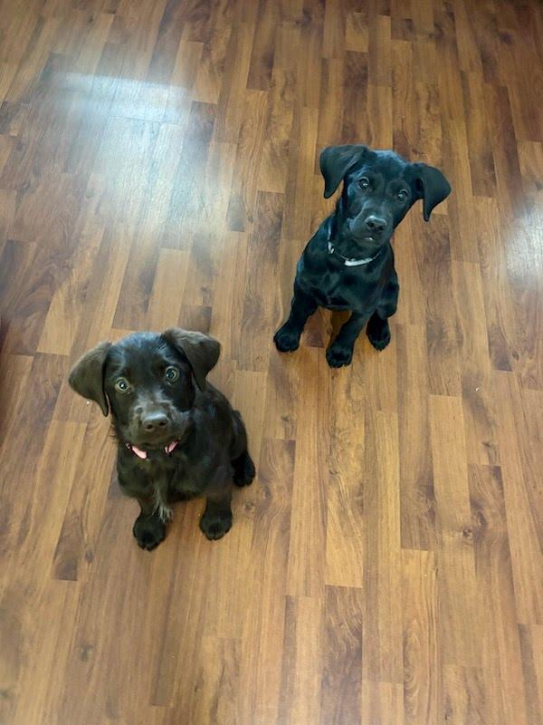 Lena, a ADOPTABLE mixed breed in Knoxville, TN image 4/5