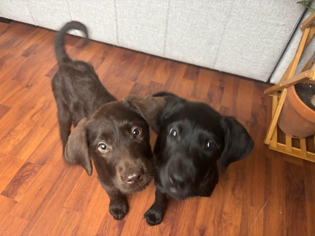 Lena, a ADOPTABLE mixed breed in Knoxville, TN image 5/5