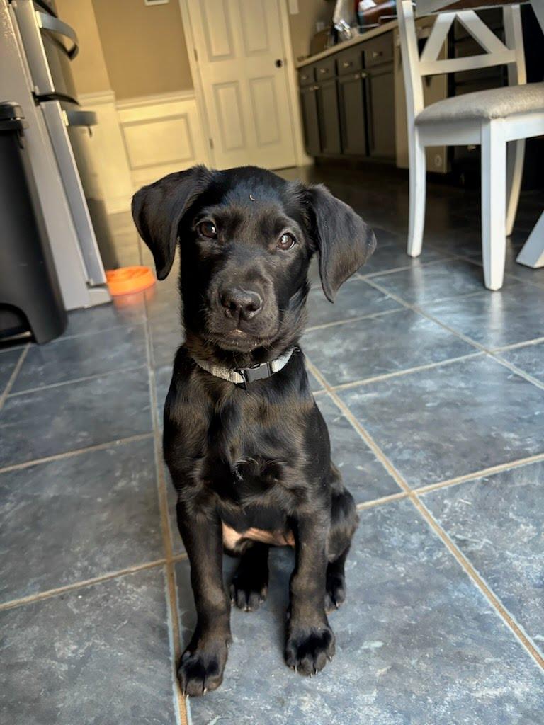 Lena, ADOPTABLE, Puppy Female Labradoodle.